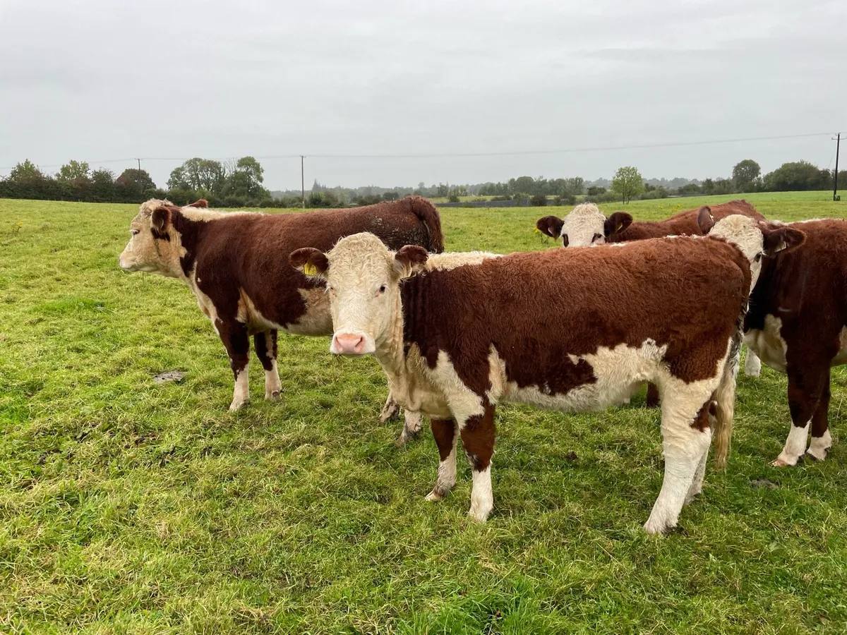 Pedigree Registered Hereford Heifers - Image 2