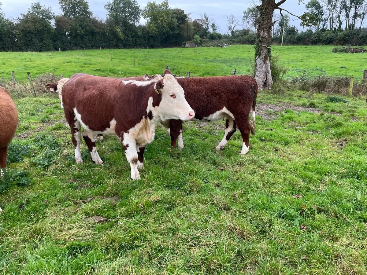 Pedigree Registered Hereford Heifers - Image 3
