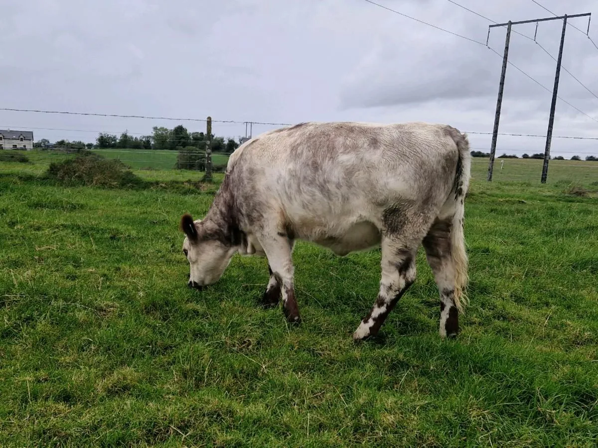 Roan 5 star rating and genotype - Image 2