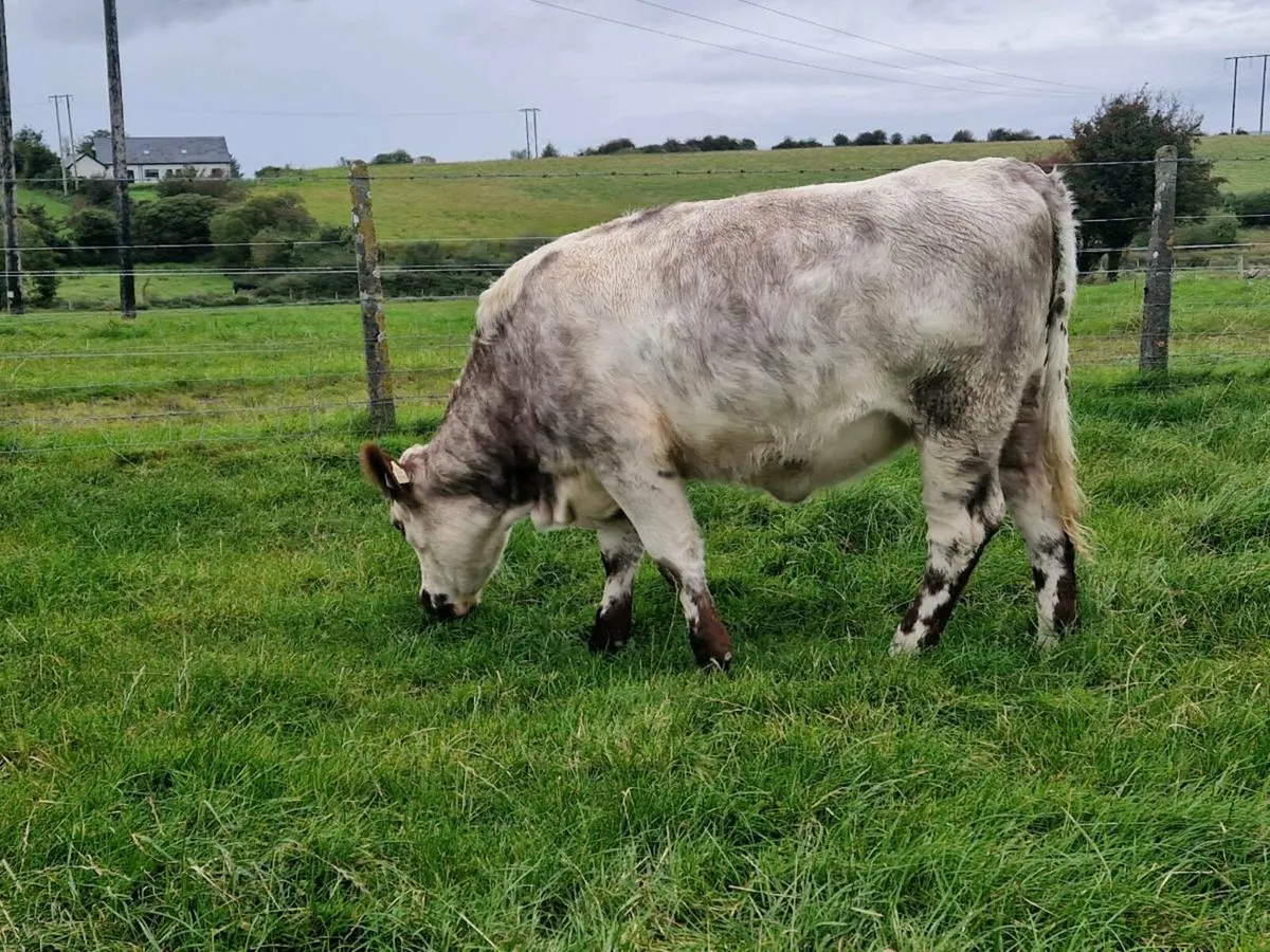 Roan 5 star rating and genotype - Image 4