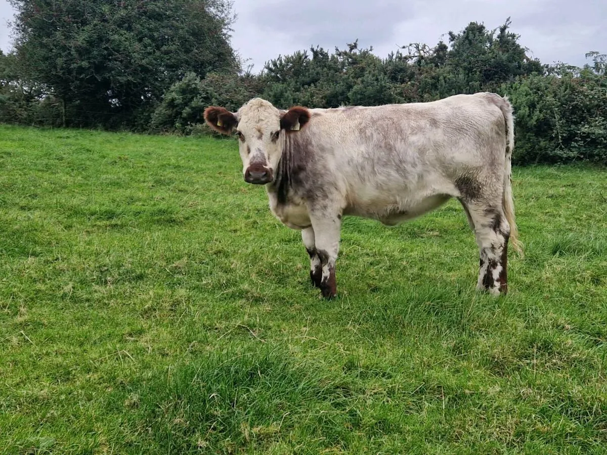 Roan 5 star rating and genotype - Image 1