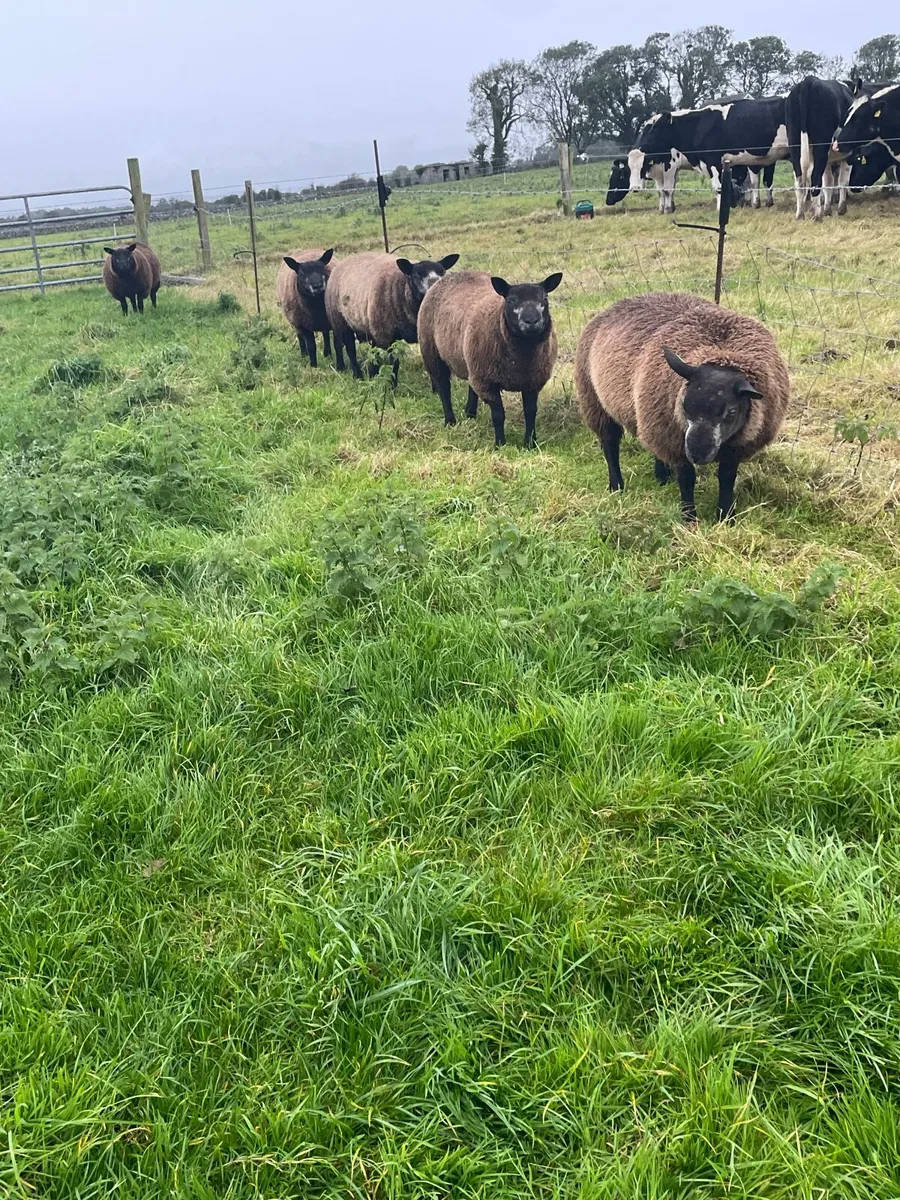 Sheep - Image 1