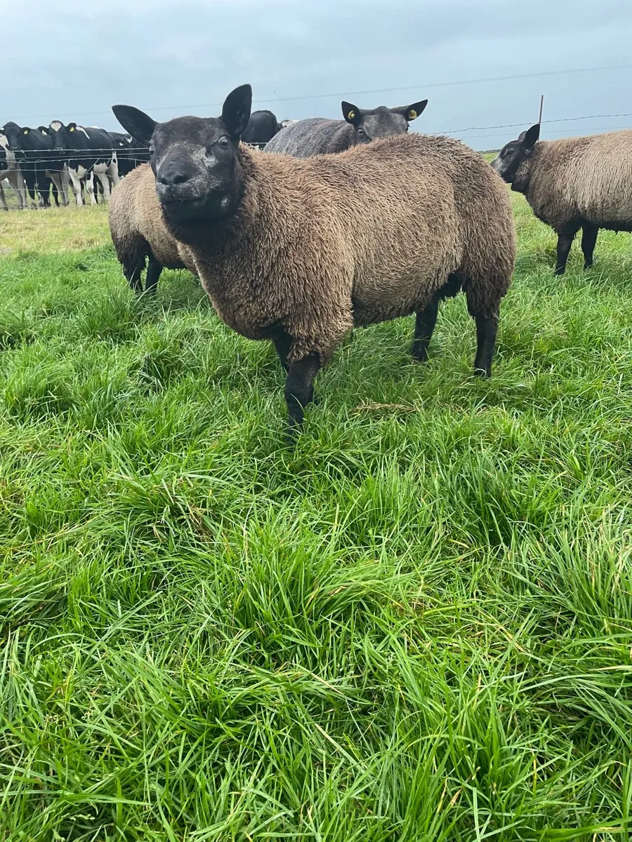 Sheep - Image 2