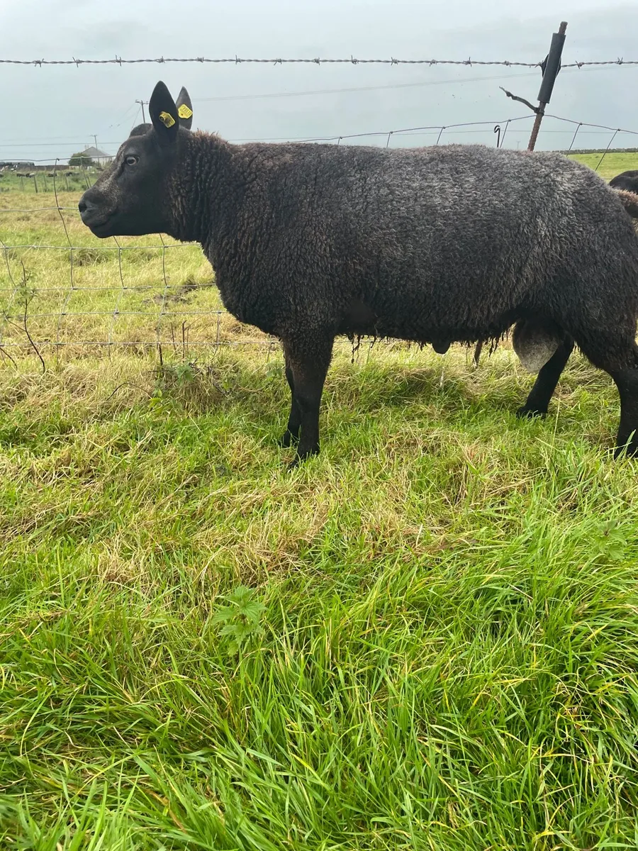 Sheep - Image 3
