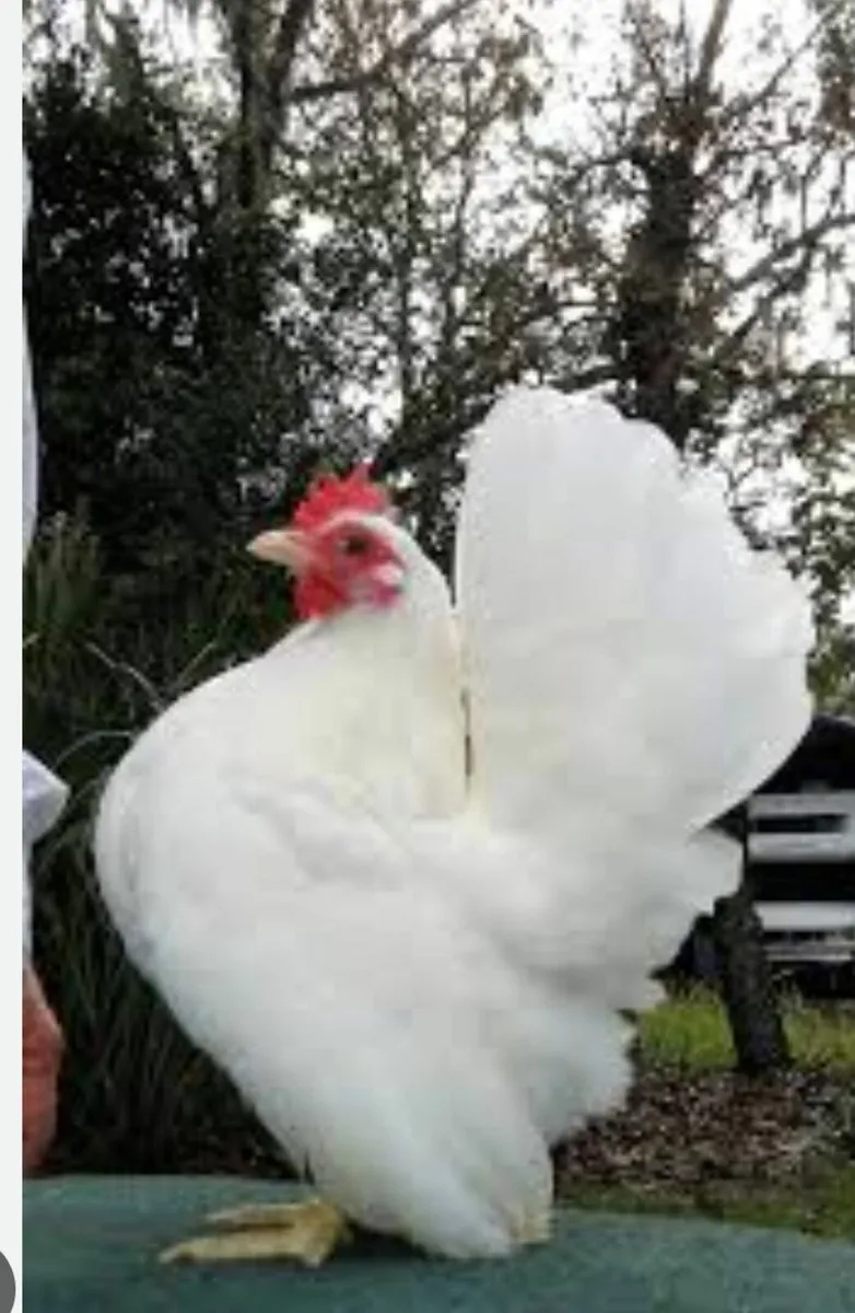 Not selling looking for Serama Bantam Hen