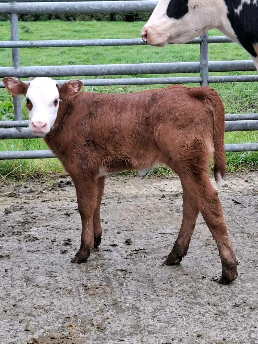 Fresh  limousine heifer calf - Image 1