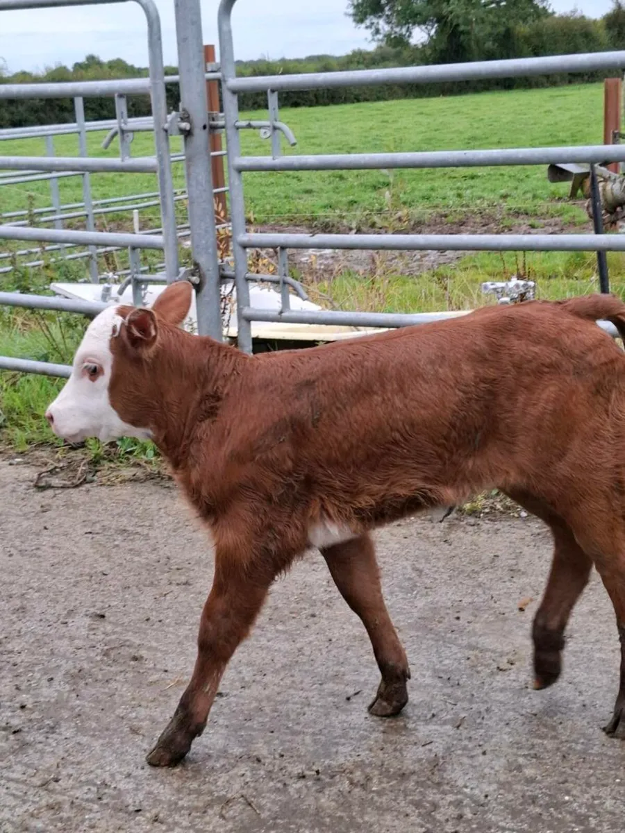 Fresh  limousine heifer calf - Image 2