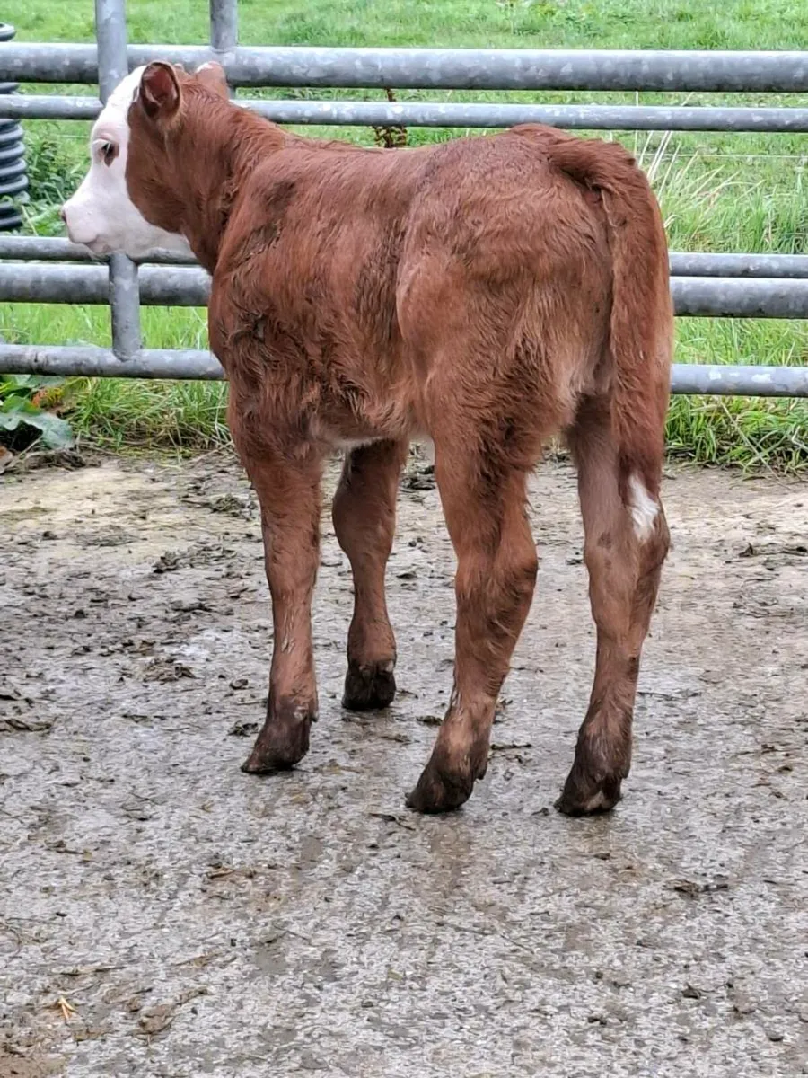 Fresh  limousine heifer calf - Image 3