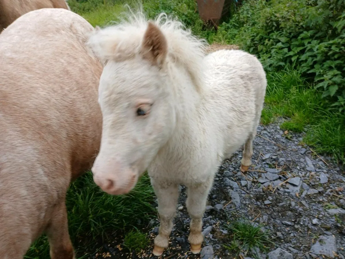 Minature fababella foal - Image 2