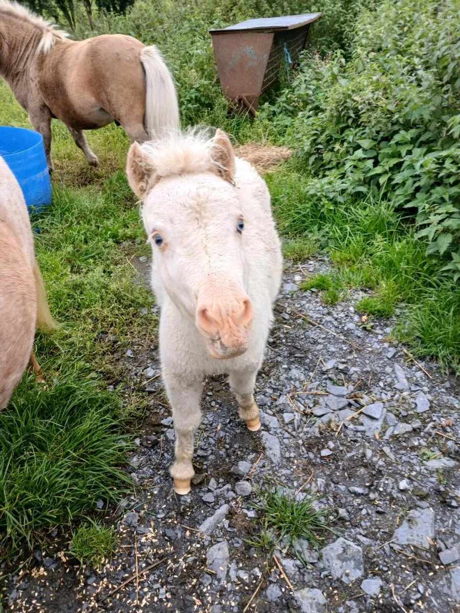 Minature fababella foal - Image 3