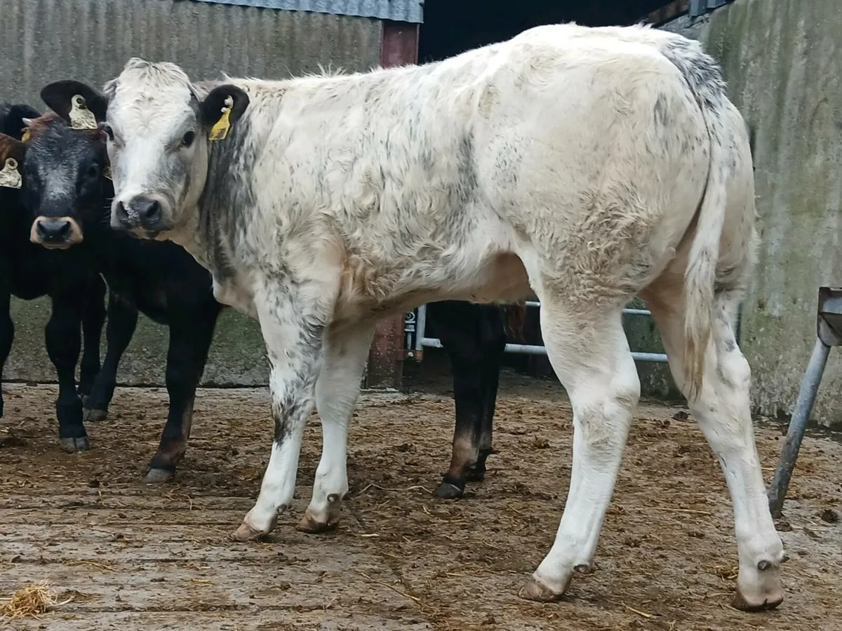 🌟 Super Blue Heifer Weanling 🌟 - Image 1