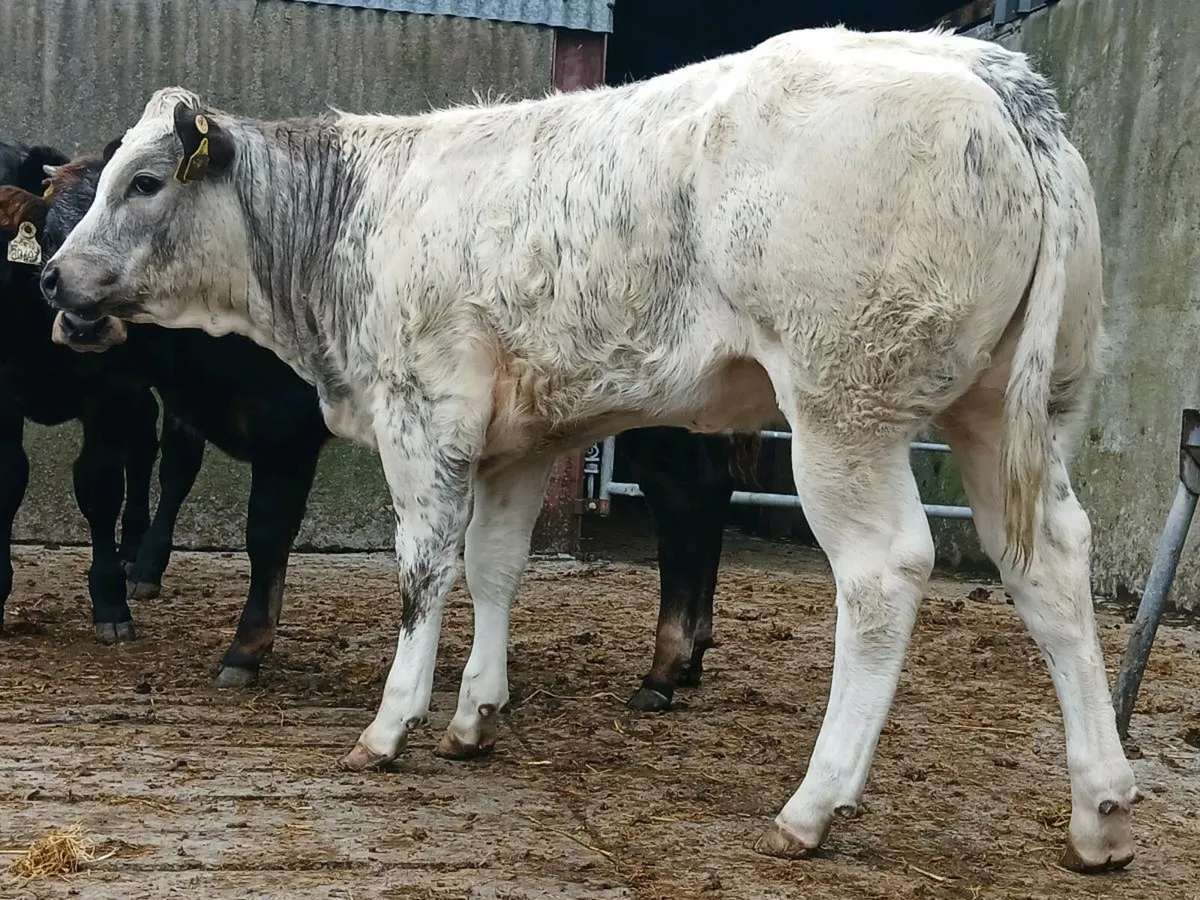🌟 Super Blue Heifer Weanling 🌟 - Image 2