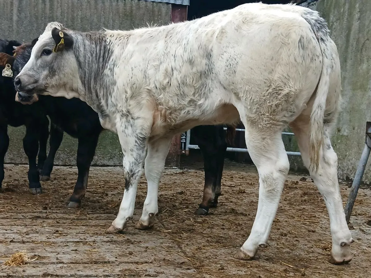 🌟 Super Blue Heifer Weanling 🌟 - Image 3