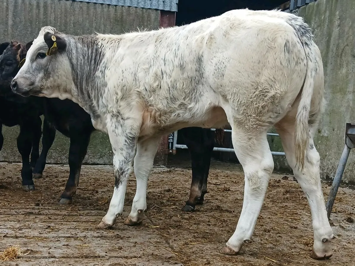 🌟 Super Blue Heifer Weanling 🌟 - Image 4