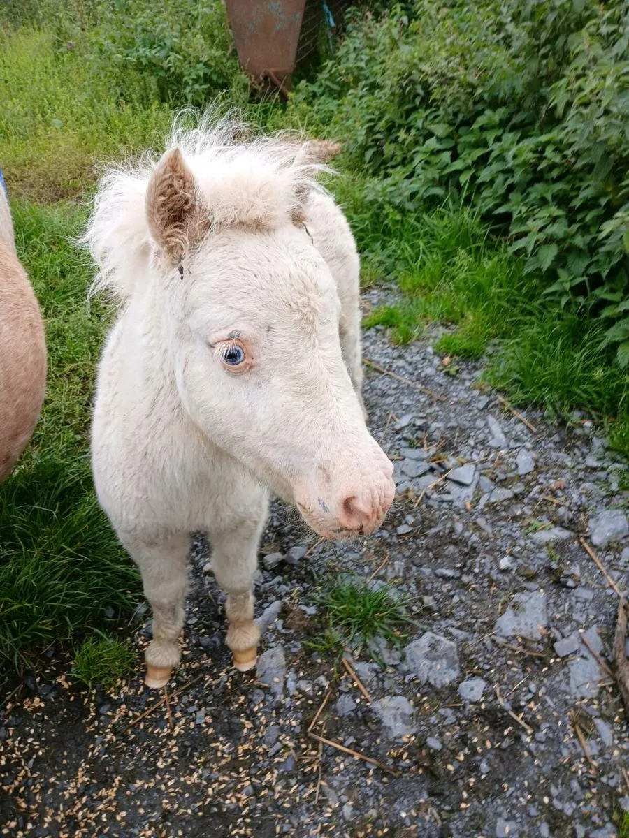 Minature fababella foal - Image 4