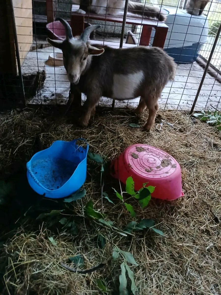 Pygmy buck - Image 1