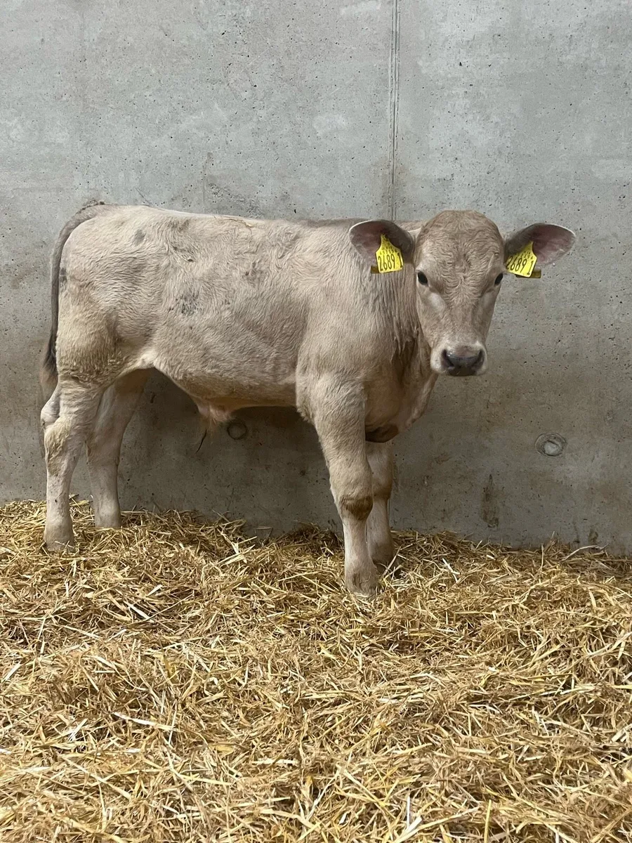 3 Charolais Bulls - Image 1