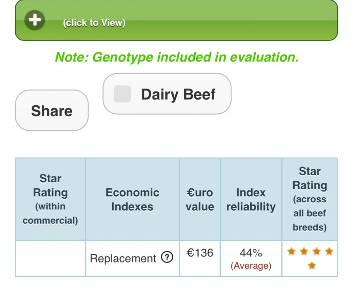 Commercial Simmental Heifers - Image 2