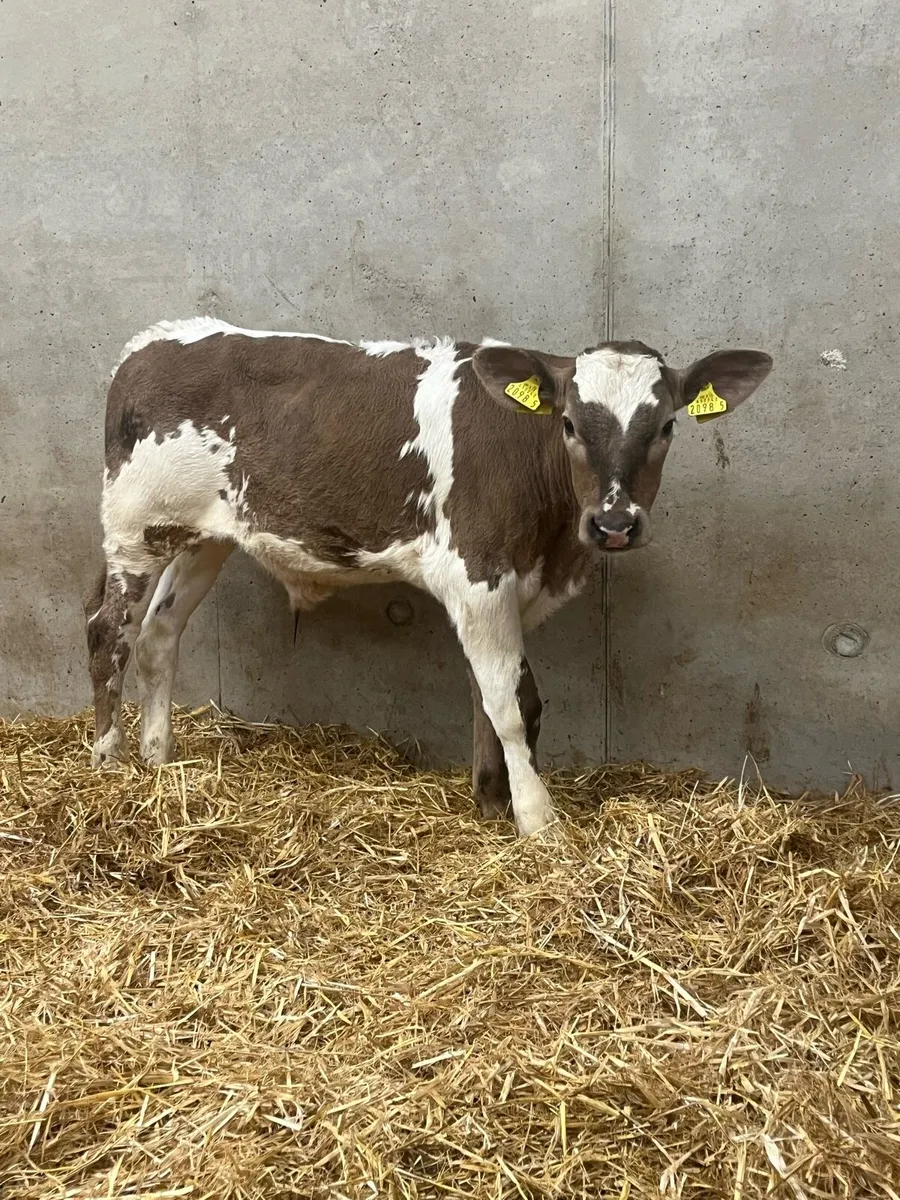 3 Charolais Bulls - Image 2