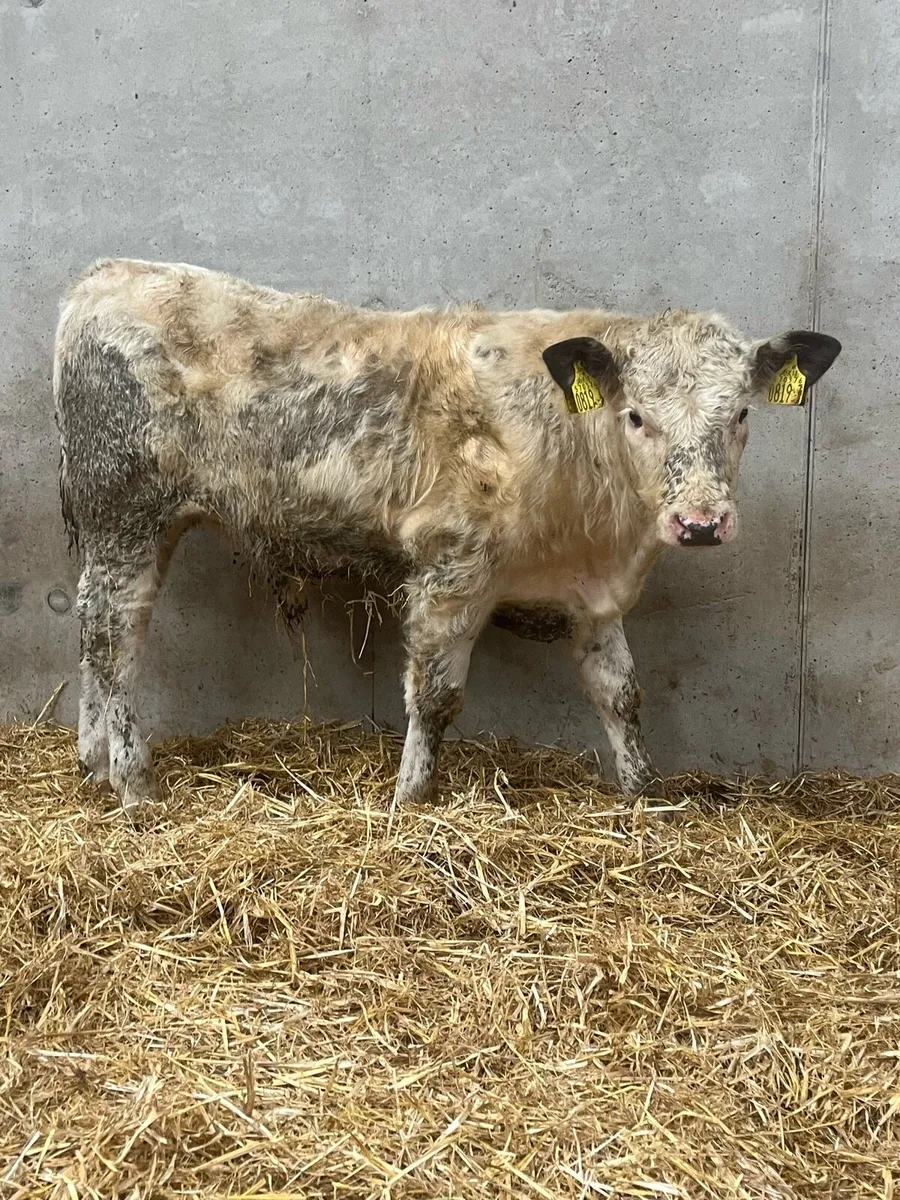 3 Charolais Bulls - Image 3