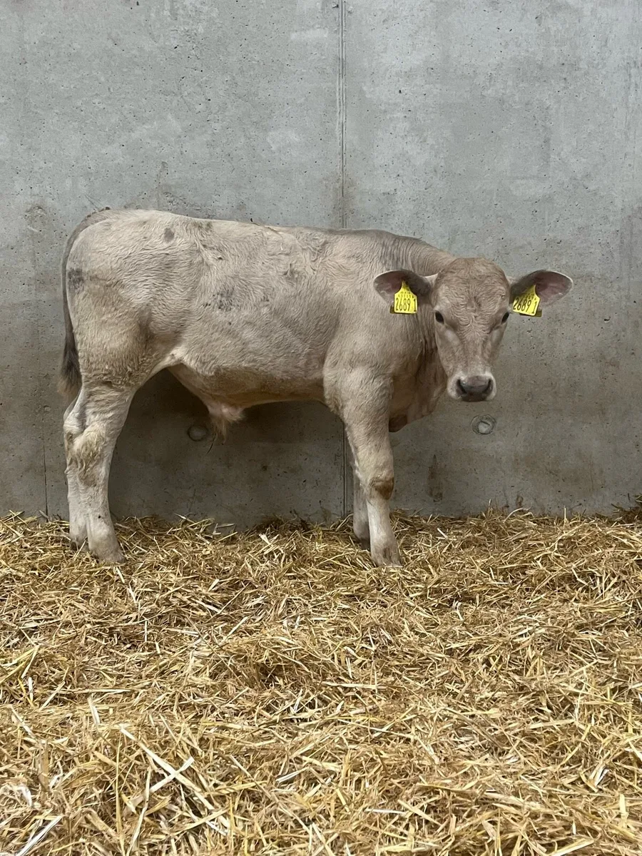 3 Charolais Bulls - Image 4