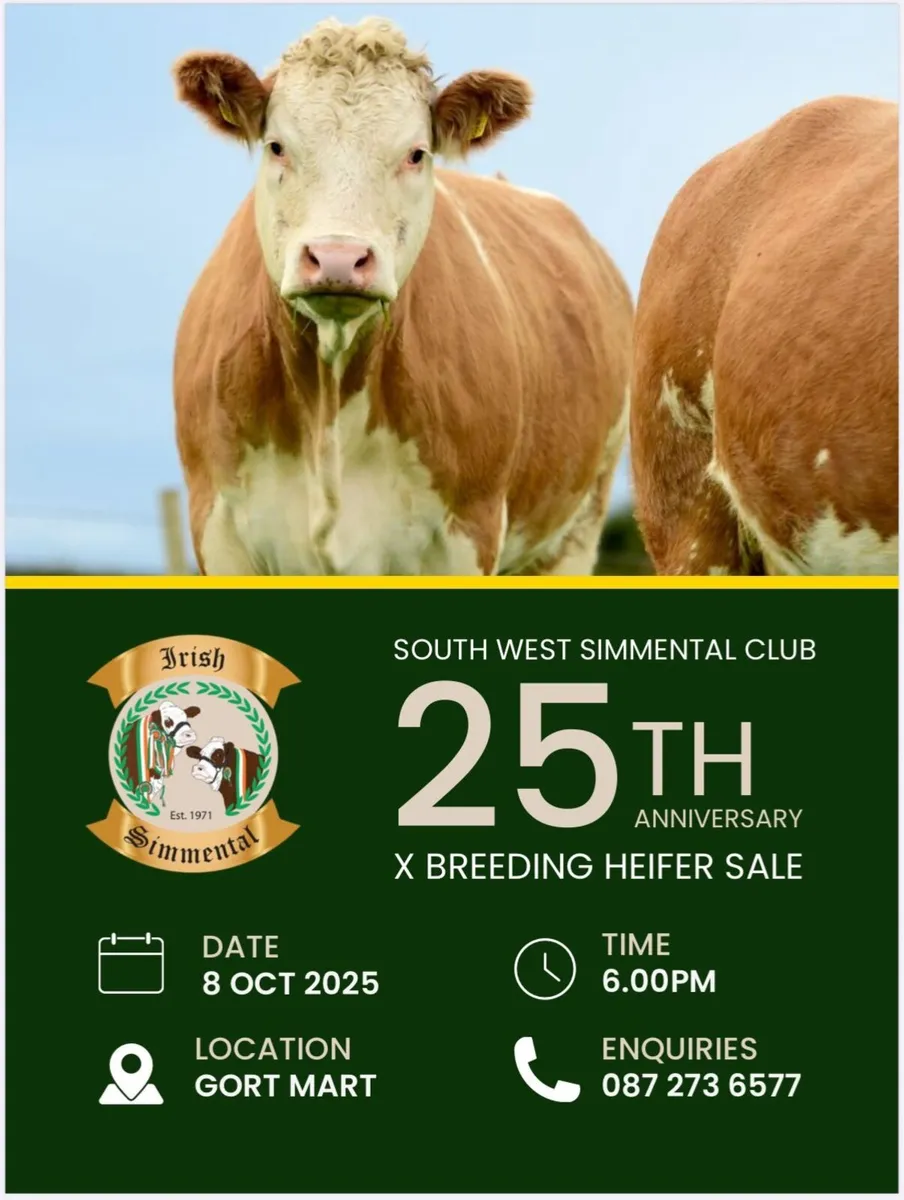 Commercial Simmental Heifers - Image 3