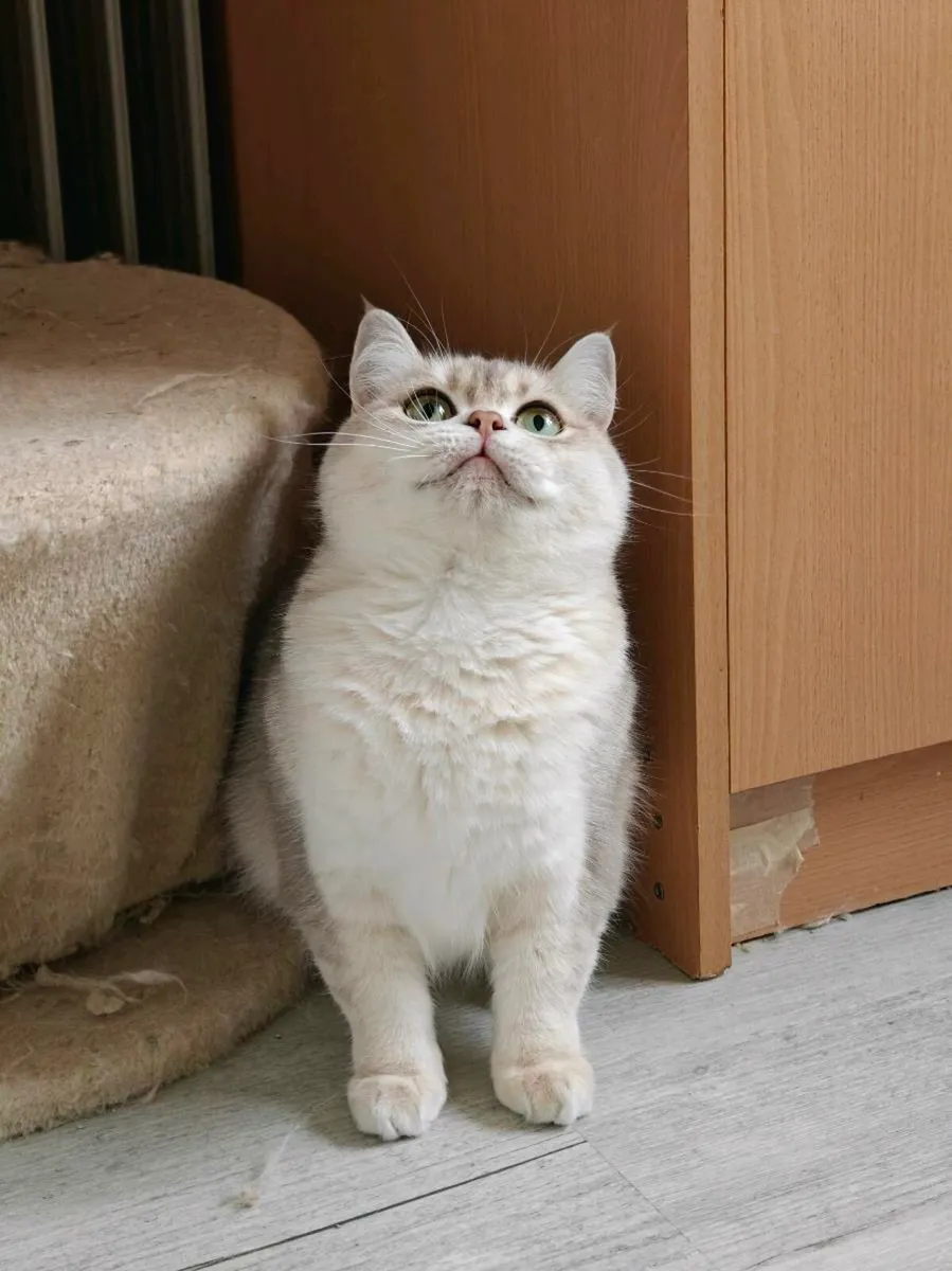 British shorthair
