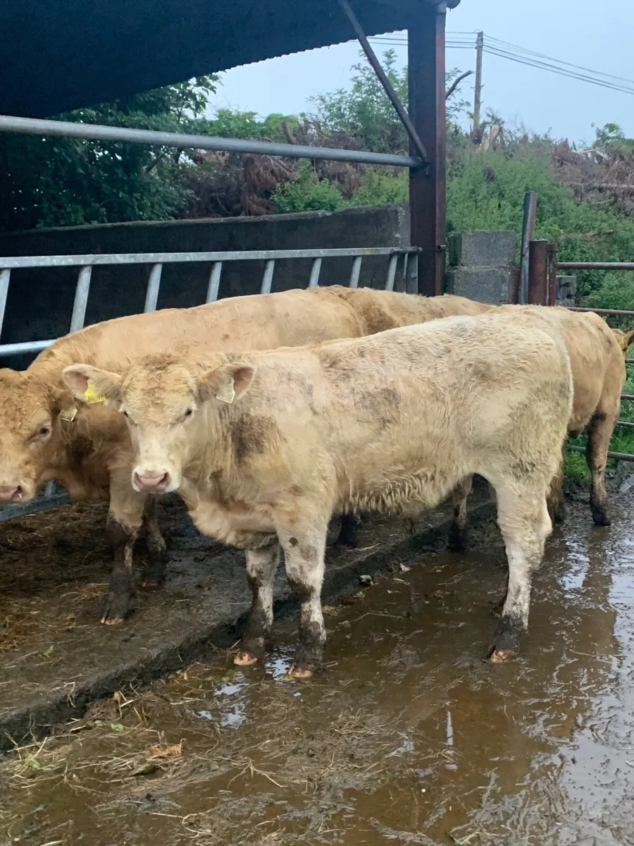4 Super Golden Charlaois Bullocks for sale - Image 2
