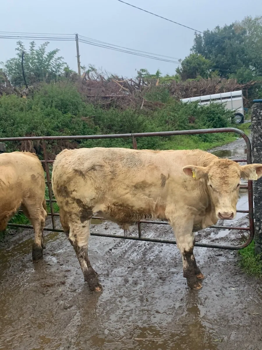 4 Super Golden Charlaois Bullocks for sale - Image 3