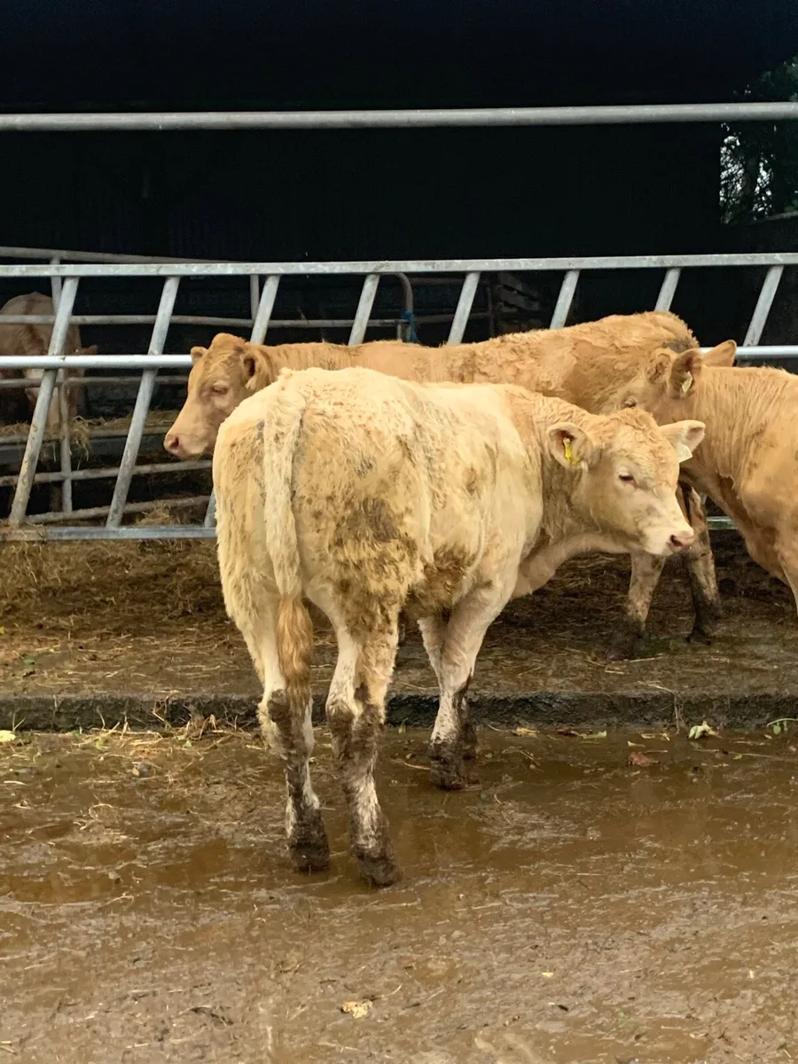 4 Super Golden Charlaois Bullocks for sale - Image 1