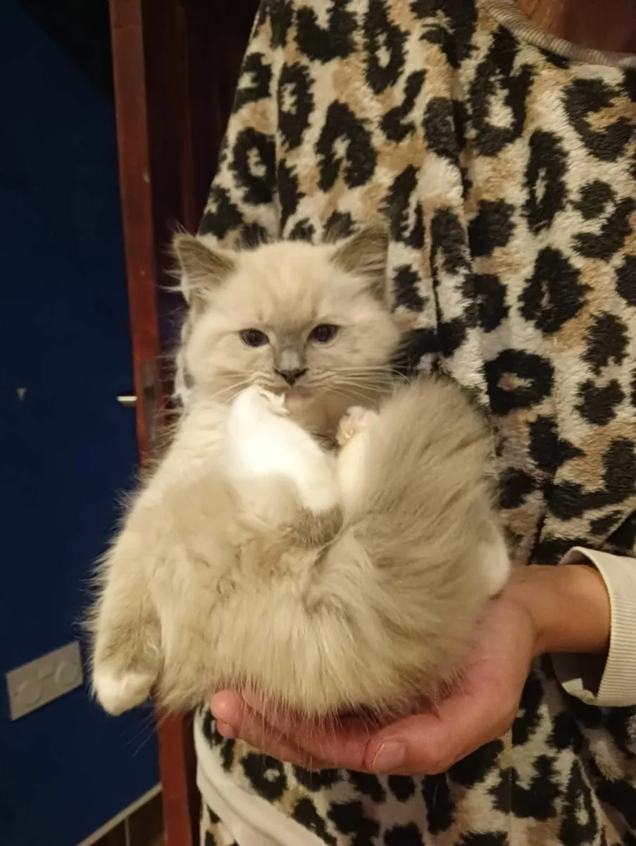 Cat - Image 1