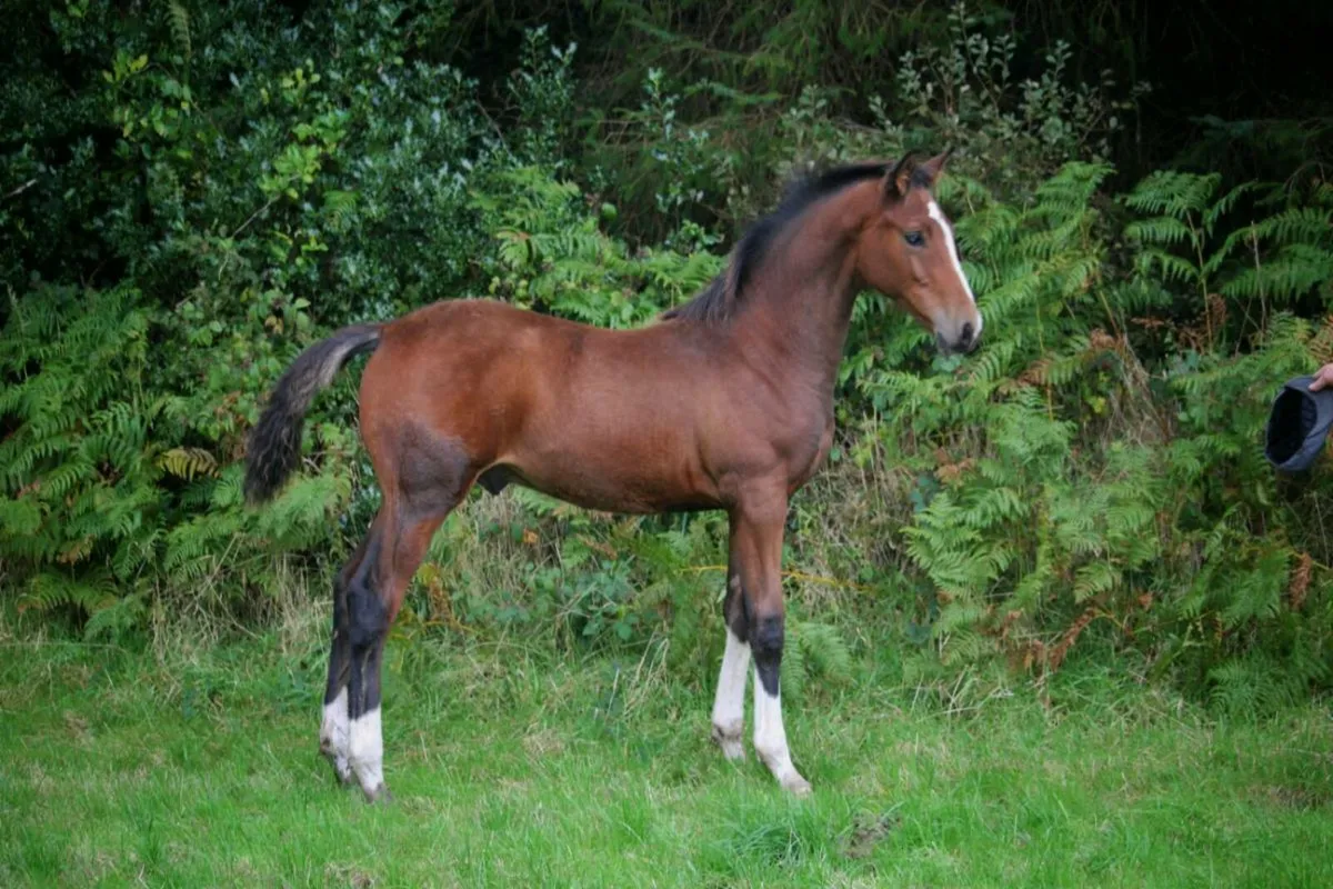 Flashy Foal for sale - Image 1