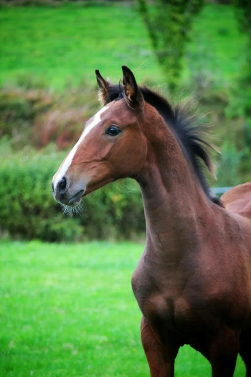 Flashy Foal for sale - Image 3