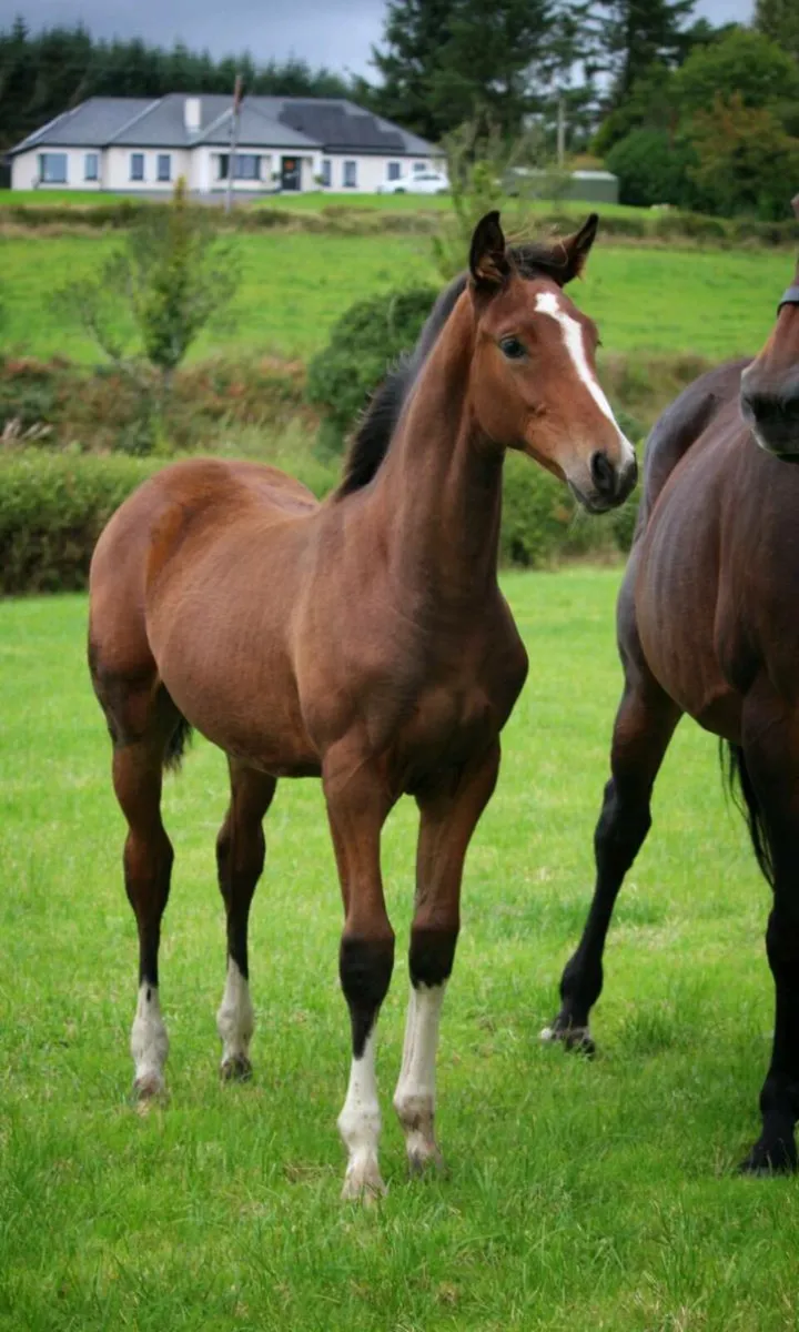 Flashy Foal for sale - Image 4