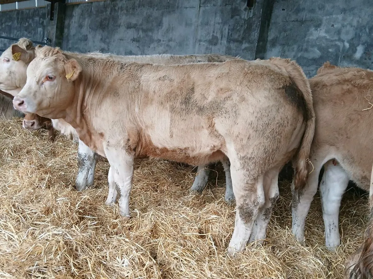 10 Super 400kg Heifers - Image 1