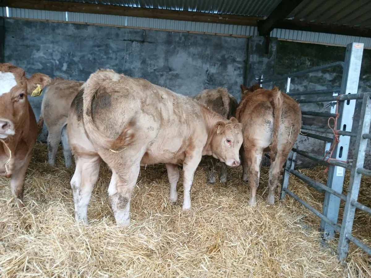 10 Super 400kg Heifers - Image 2