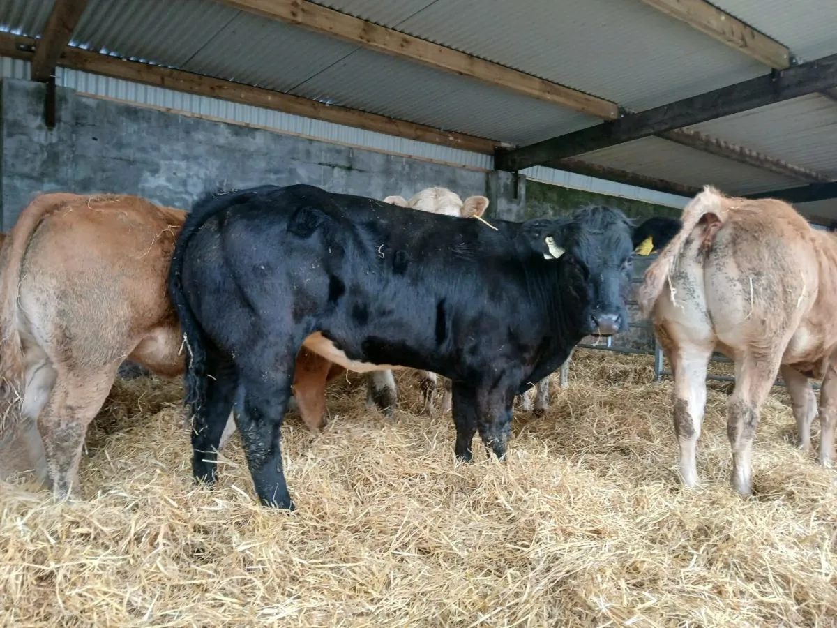 10 Super 400kg Heifers - Image 3