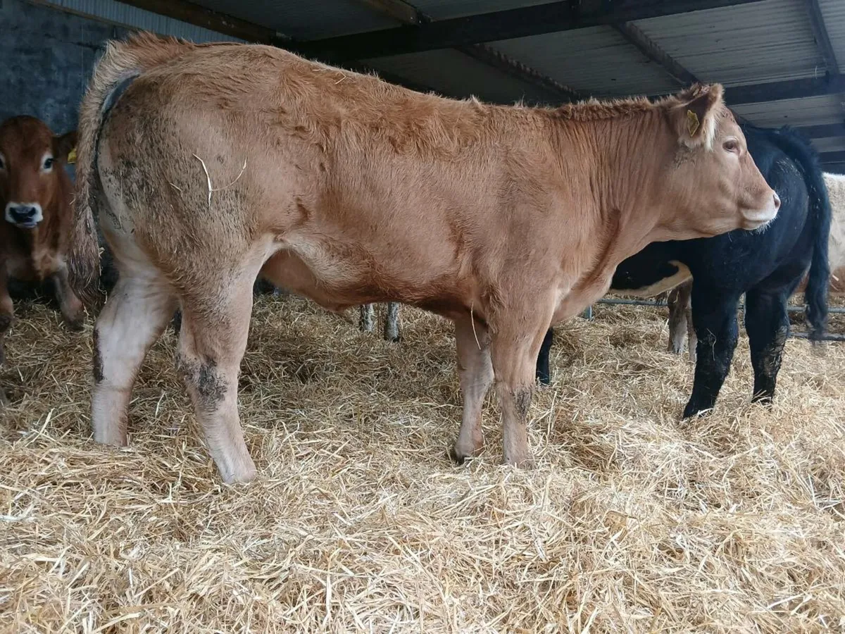 10 Super 400kg Heifers - Image 4