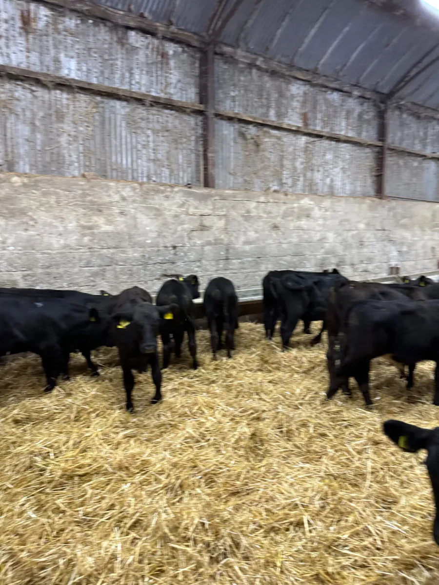 Angus bulls - Image 3