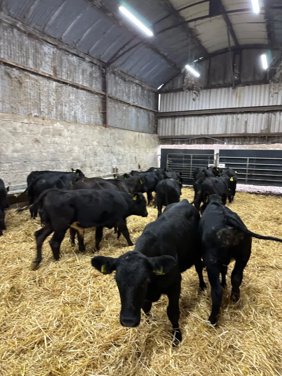 Angus bulls - Image 1
