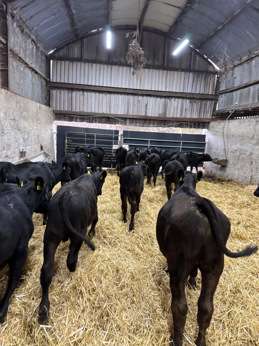 Angus bulls - Image 2