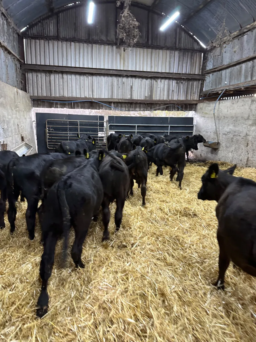 Angus bulls - Image 4