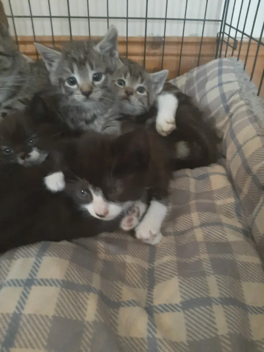 Kittens - Image 2