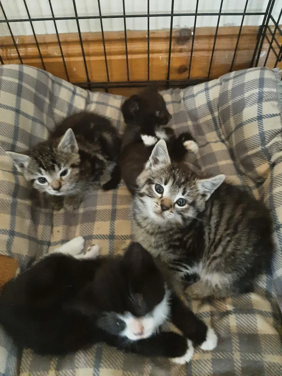 Kittens - Image 3