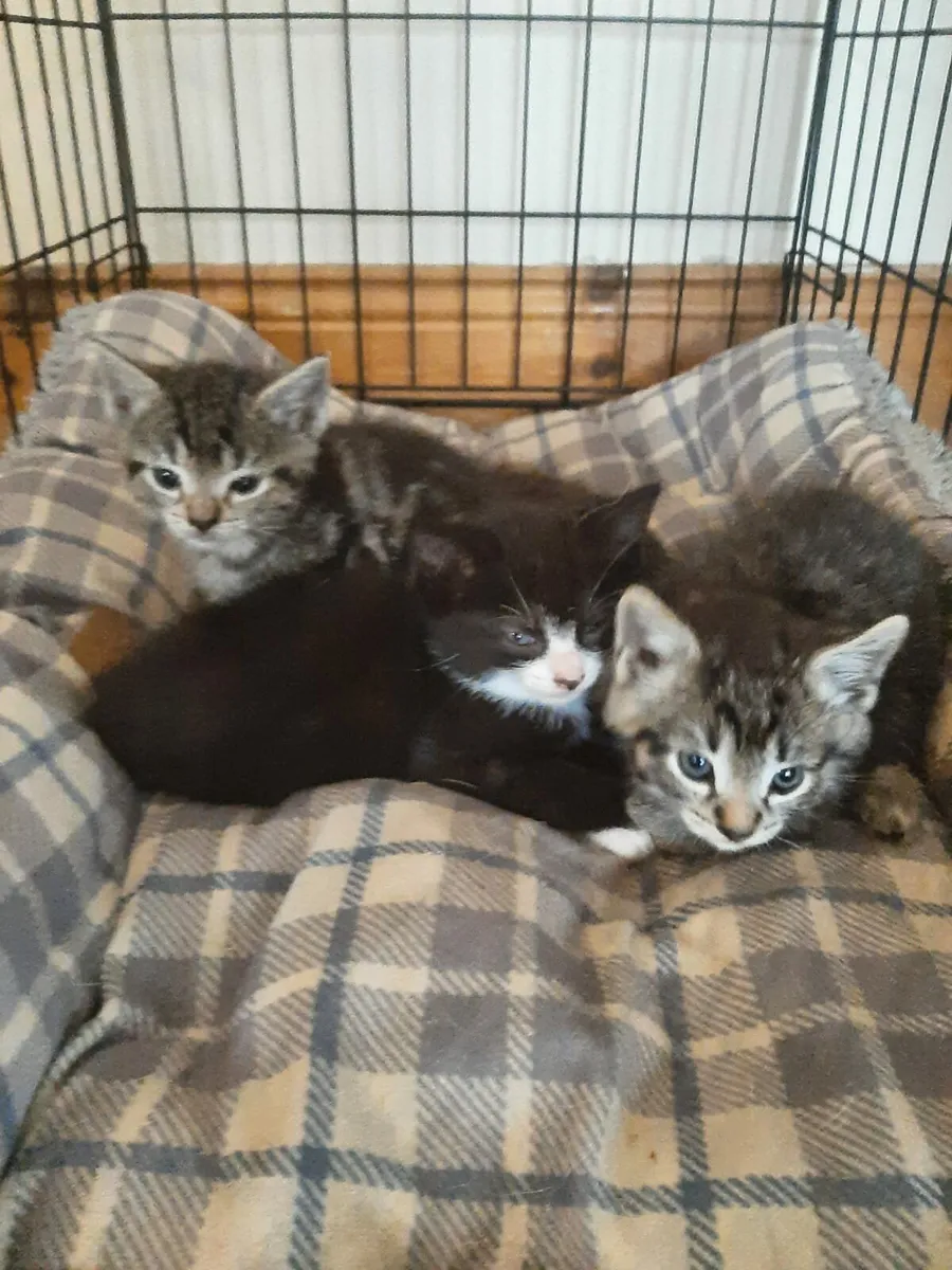 Kittens - Image 4