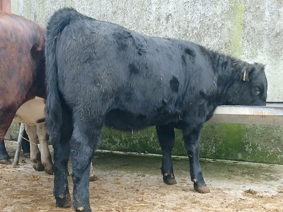 5 Angus Heifers - Image 1
