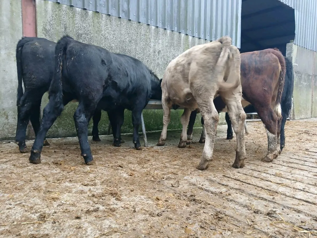5 Angus Heifers - Image 2