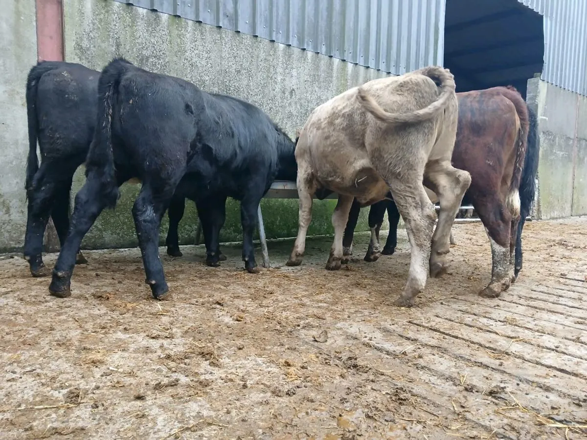 5 Angus Heifers - Image 3