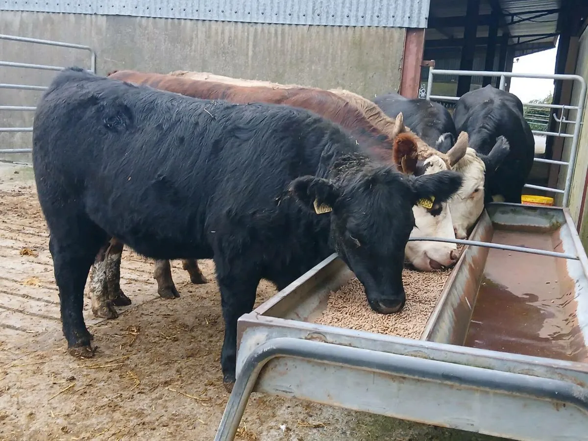 5 Angus Heifers - Image 4