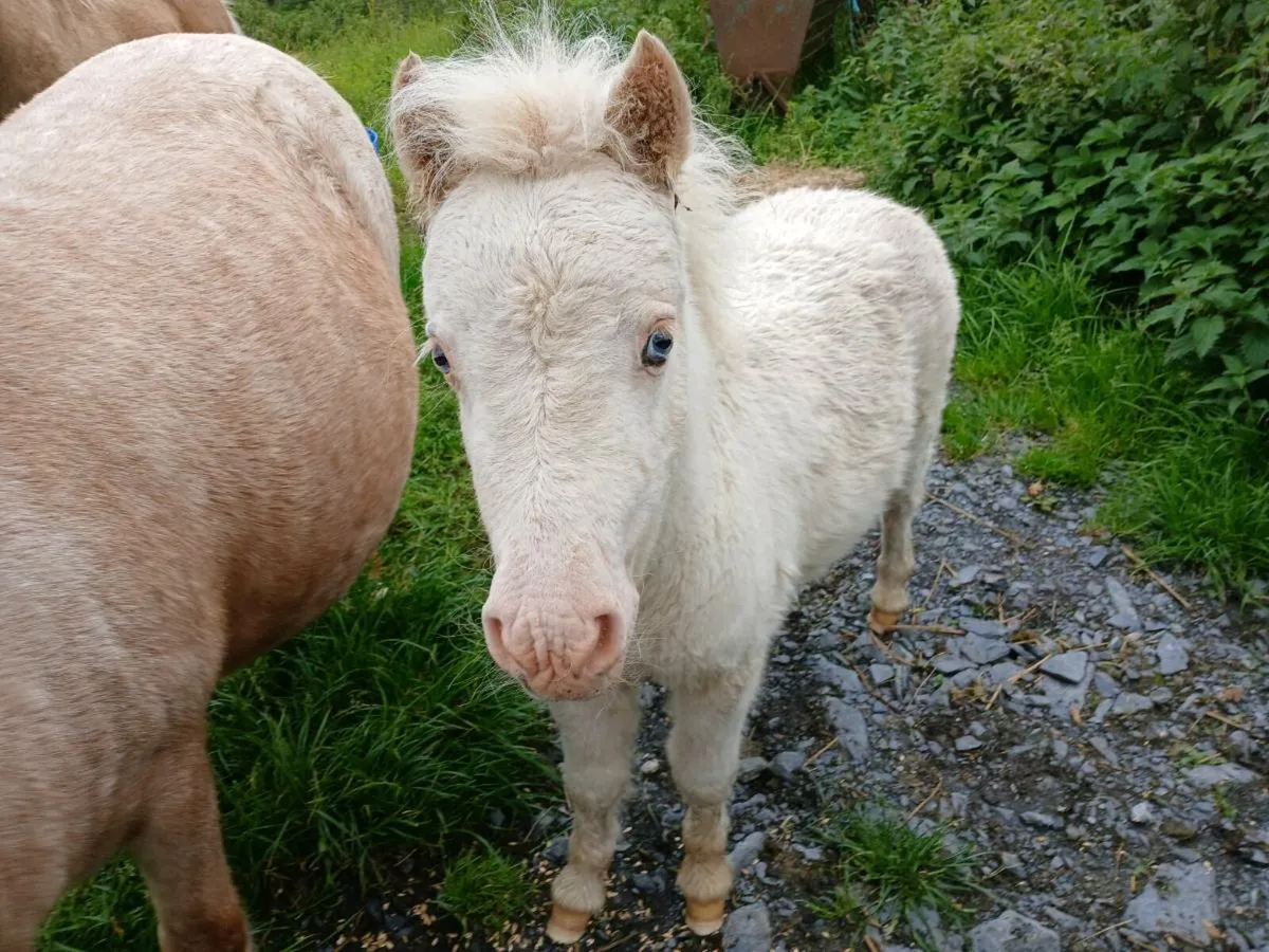 Minature fababella foal - Image 1